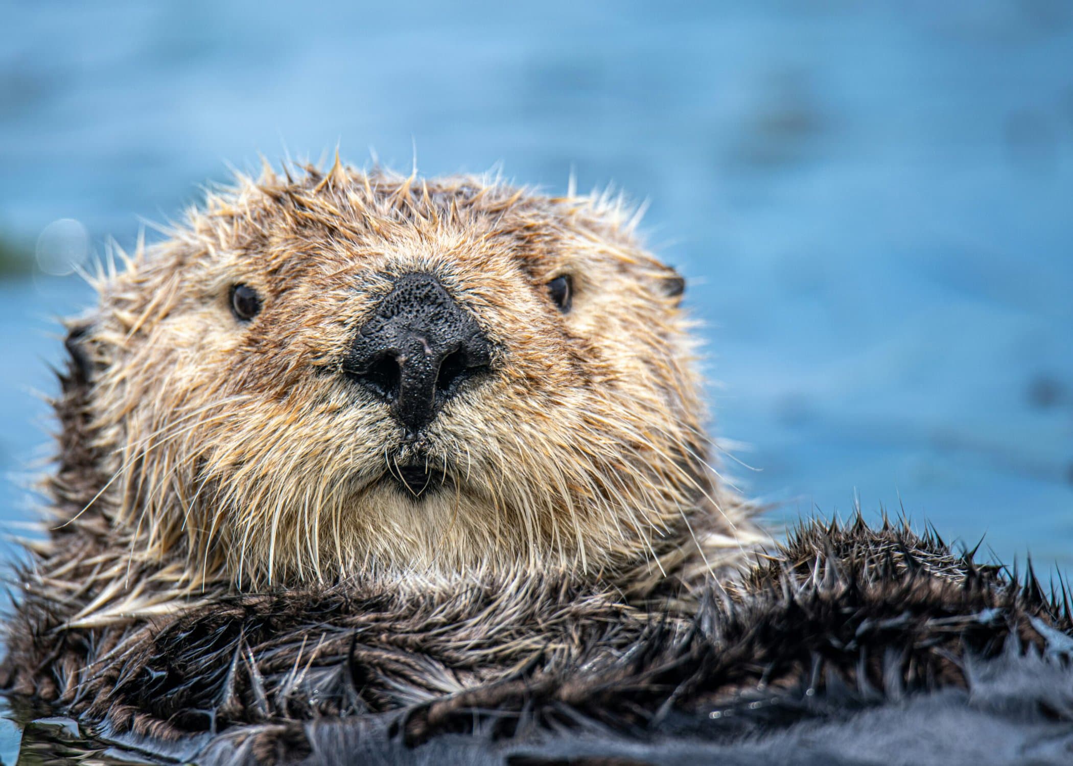 Decorative image of a sea otter's face