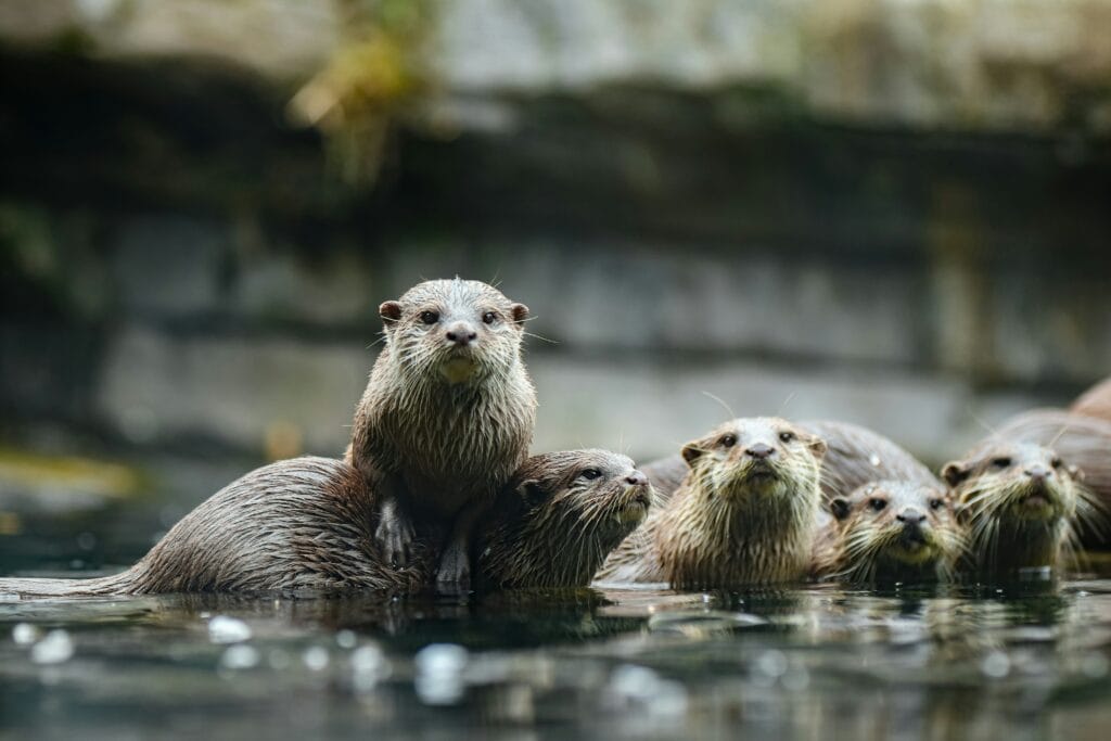 Decorative image of a family of river otters
