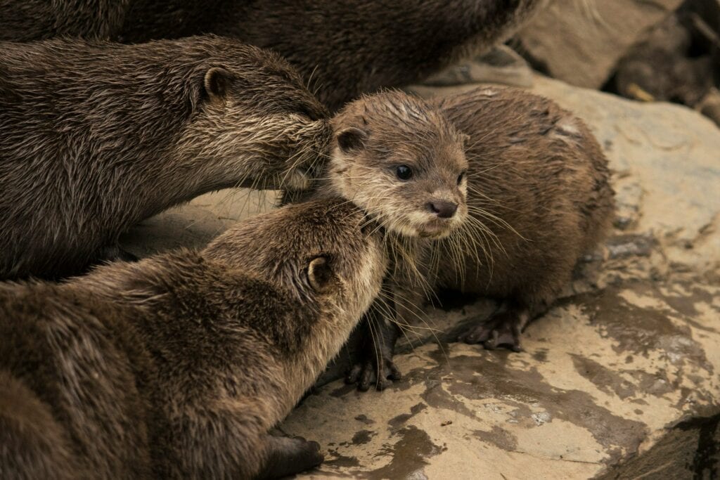 Decorative image of three river otters