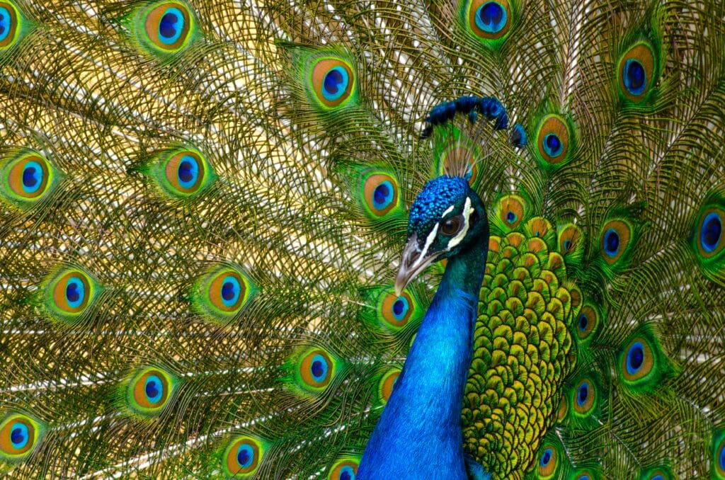 Decorative image of a peacock with its feathers fanned out.