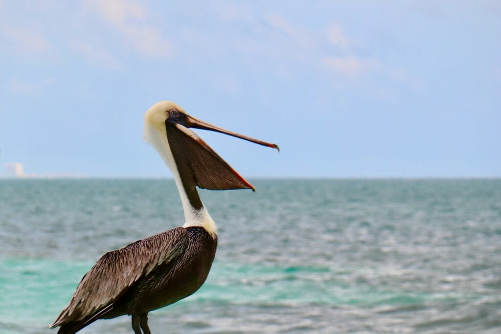 Decorative image of a pelican