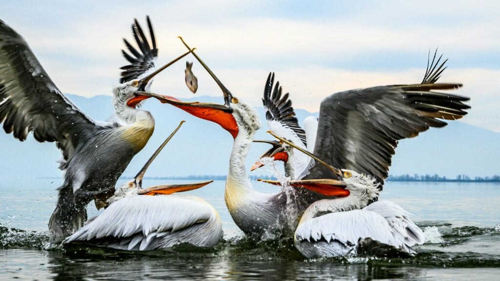 Decorative image of pelicans fighting over fish