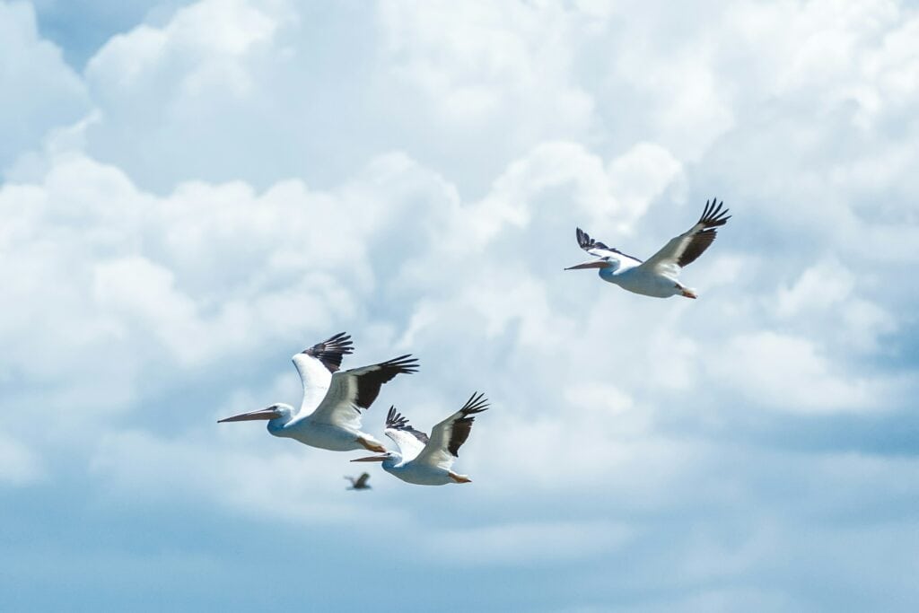Decorative image of pelicans in flight