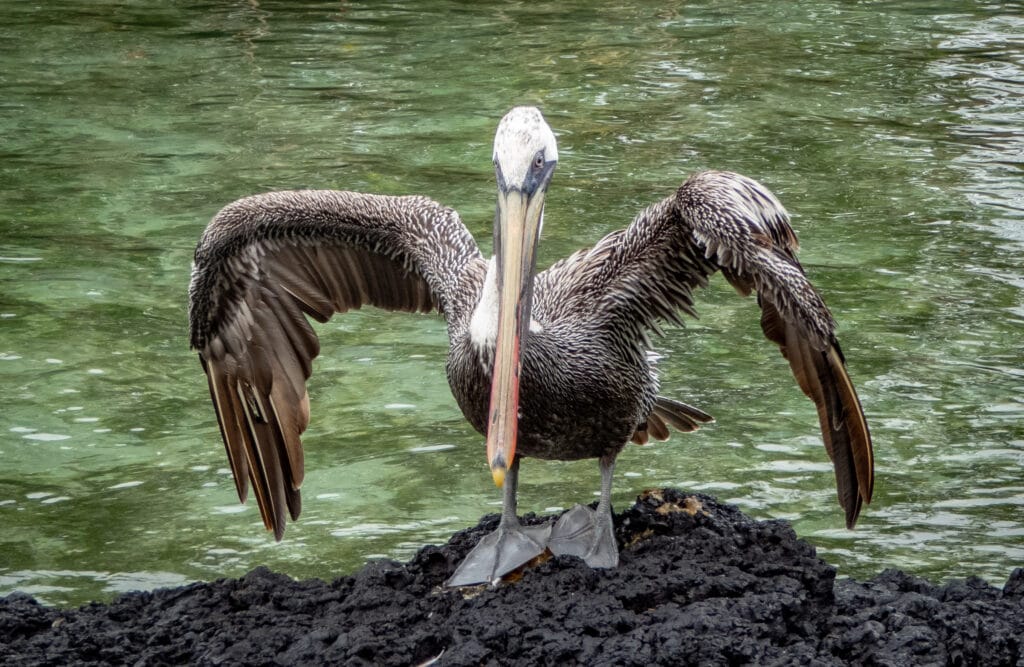Decorative image of a brown pelican