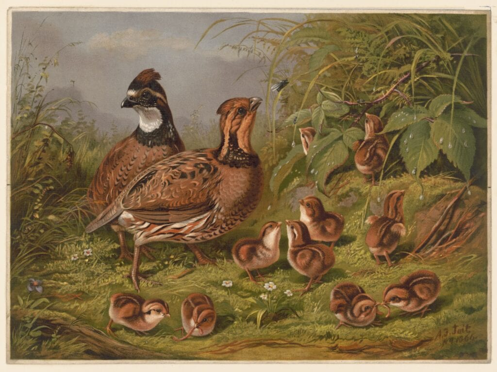 Print depicting a family of quails with two adults and several chicks.