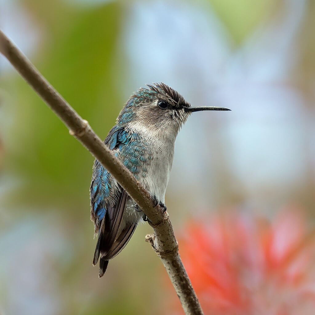 Bee Hummingbird on a branch.