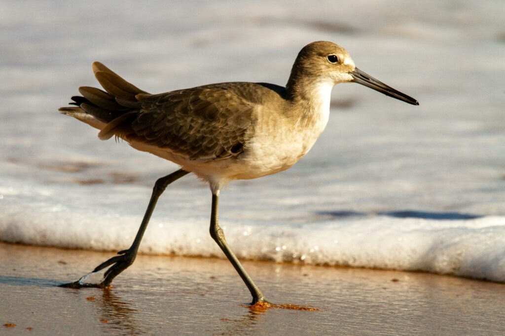 Whimbrel walking on beach