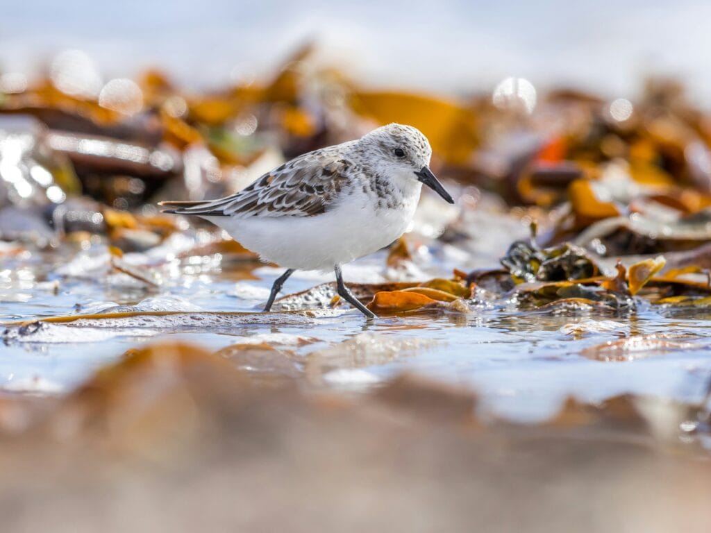 Sandpiper walking on seaweed