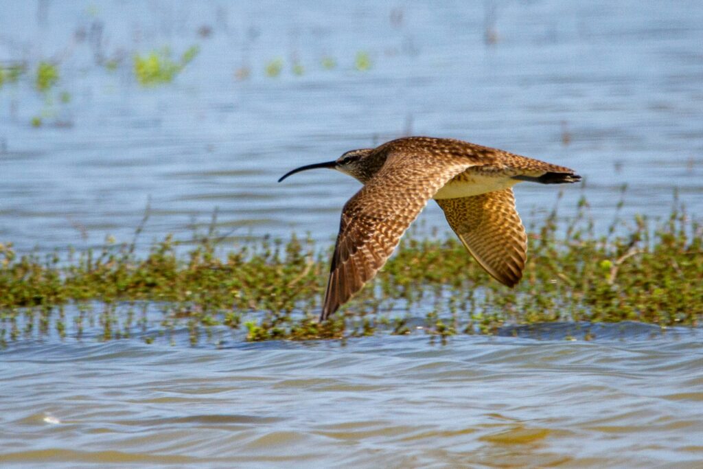 Curlew in flight