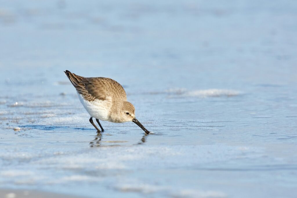 Sandpiper digging in shallow water