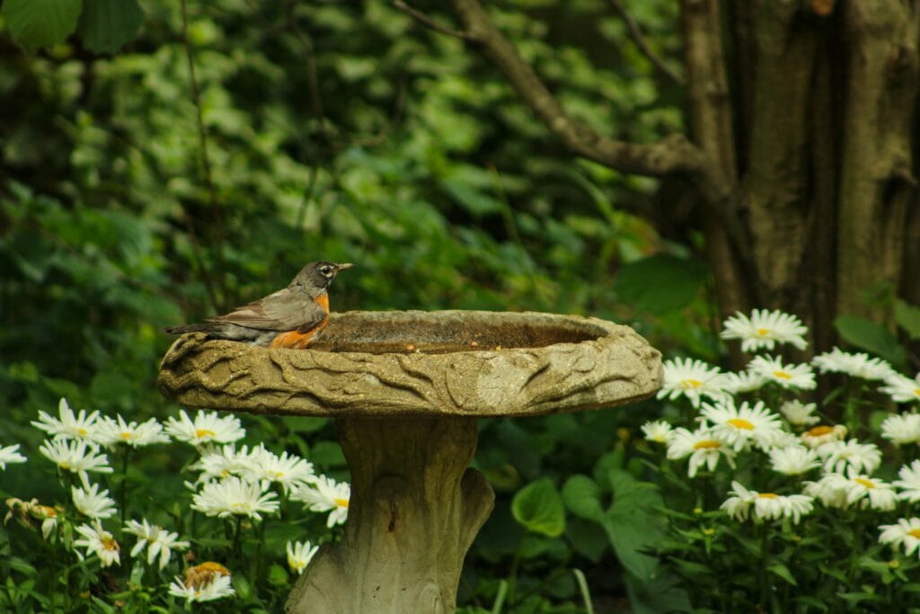 An American Robin sits in a stone birdbath surrounded by daisies and foliage.