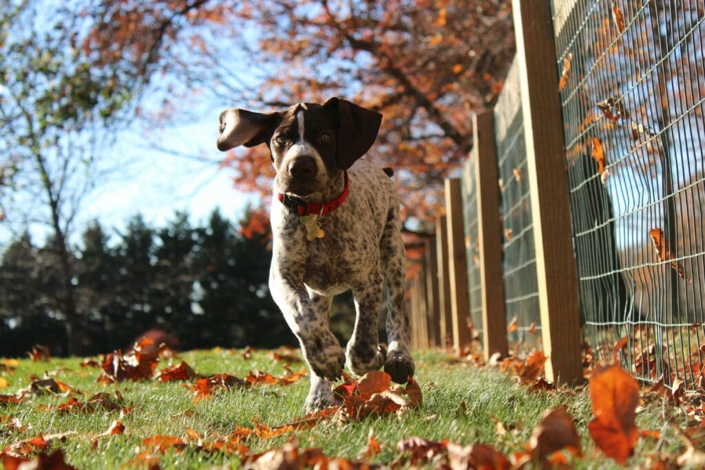 Pet dog running along fence with autumn leaves on the ground.