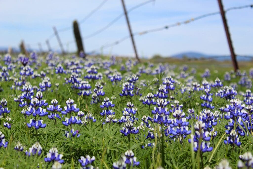 Field of indigo wildflowers along a fence in Oroville, California.